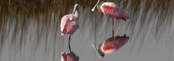 Two roseate spoonbills stand at the edge of a pond. The birds are pink, with distinctive long, spoon-shaped bills and thin legs. The male (right) has a bright slash of red coloring above its wing. The water is gray and bordered by reed-like plants.
