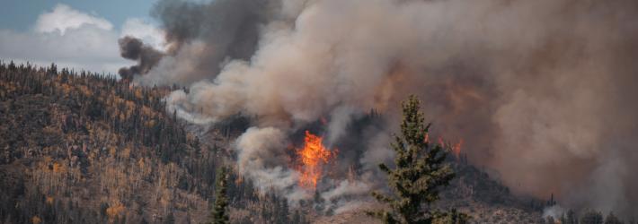 A hillside is covered in gold and green trees. At the center of the image, orange flames burn brightly, sending huge clouds of gray and brown smoke into the sky. The smoke covers most of the muted blue sky.
