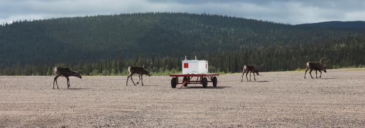 Four reindeer walk past the BARREL payload. Two are on the left of the payload and two are on the right. The payload looks like a large white box with red square patches on two sides, resting atop a platform with four wheels. The ground is brown with small rocks, and in the background, a forest of green trees spreads over hills in the distance. The sky is overcast.