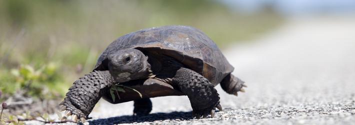 A gopher tortoise walks toward the camera along a gravelly road with one front leg and one hind leg in the air. The scales on its legs are in sharp detail, while the immediate foreground and background are blurry.