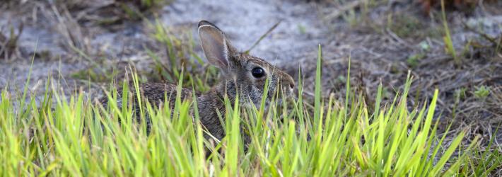 A brown rabbit's back and head are just visible between blades of green grass.