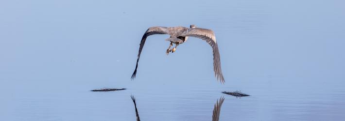 A large gray bird flaps its wings just above a body of water, disrupting the water's surface. There is a reflection of the bird in the water.